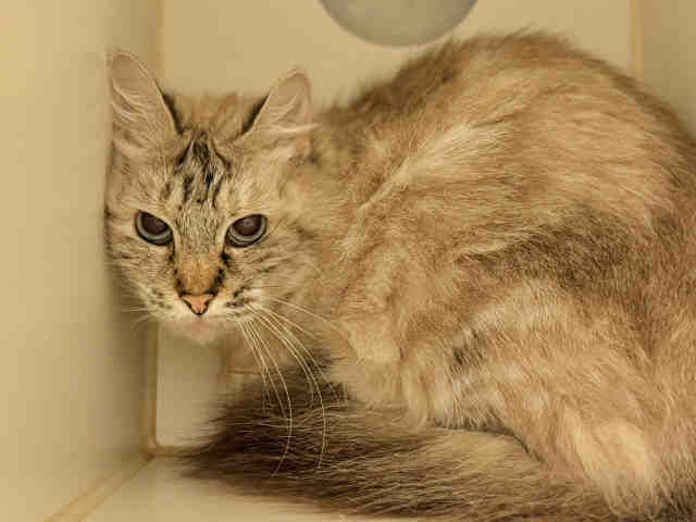 Shelter Stray Female Cat last seen FND N MAGNOLIA AVE, 5821 Sweetwater Rd, Bonita, CA 91902, USA