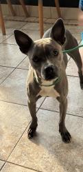 Found/Stray Male Dog last seen 200th Street and Priday Avenue, Euclid, OH 44123