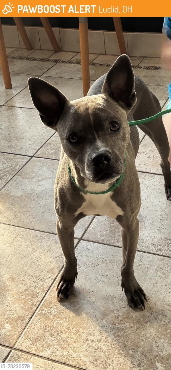 Found/Stray Male Dog last seen 200th Street and Priday Avenue, Euclid, OH 44123
