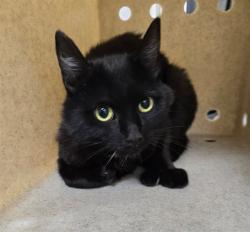 Shelter Stray Female Cat last seen Near VIEW ST, SPARKS NV 89431, 2825 Longley Ln Suite A, Reno, NV 89502, USA