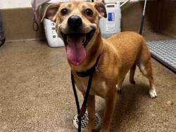 Shelter Stray Female Dog last seen , 5821 Sweetwater Rd, Bonita, CA 91902, USA