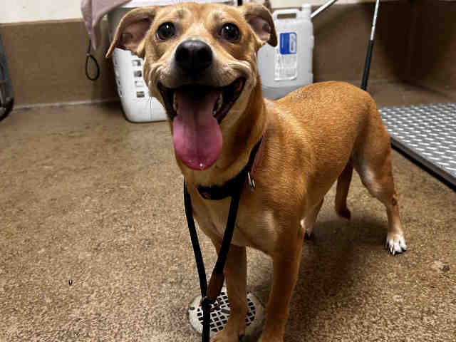 Shelter Stray Female Dog last seen , 5821 Sweetwater Rd, Bonita, CA 91902, USA