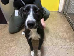 Shelter Stray Female Dog last seen , 5821 Sweetwater Rd, Bonita, CA 91902, USA