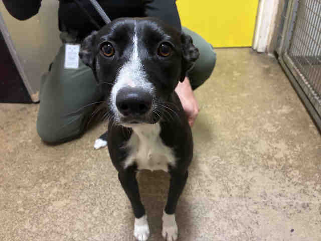 Shelter Stray Female Dog last seen , 5821 Sweetwater Rd, Bonita, CA 91902, USA