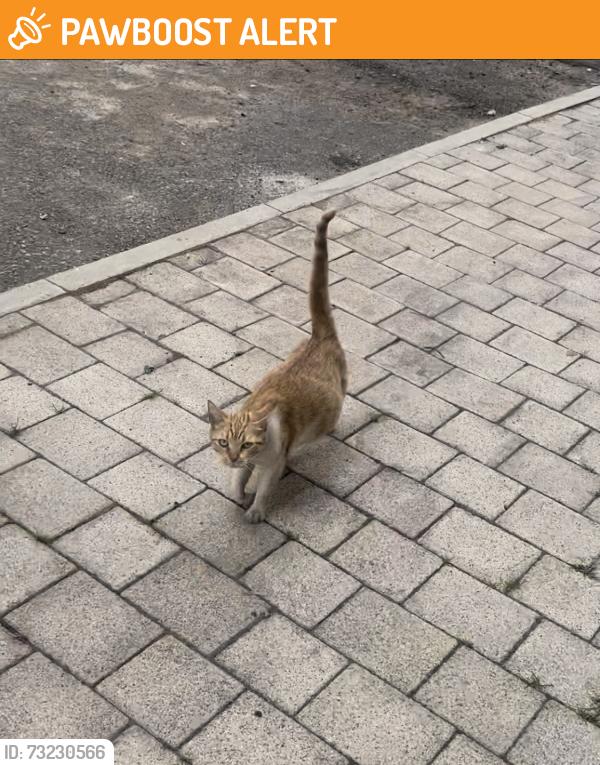 Found/Stray Female Cat last seen Duncan street, Greater Manchester, England 