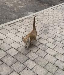 Found/Stray Female Cat last seen Duncan street, Greater Manchester, England 