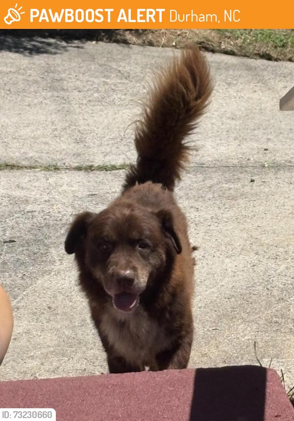 Found/Stray Male Dog last seen Juniper st, Durham, NC 27703