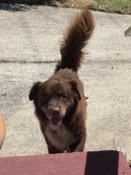 Found/Stray Male Dog last seen Juniper st, Durham, NC 27703