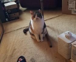 Lost Female Cat last seen Welborn Road and Faulkenberry Road in Laurel Ridge, Wilmington, NC 28409