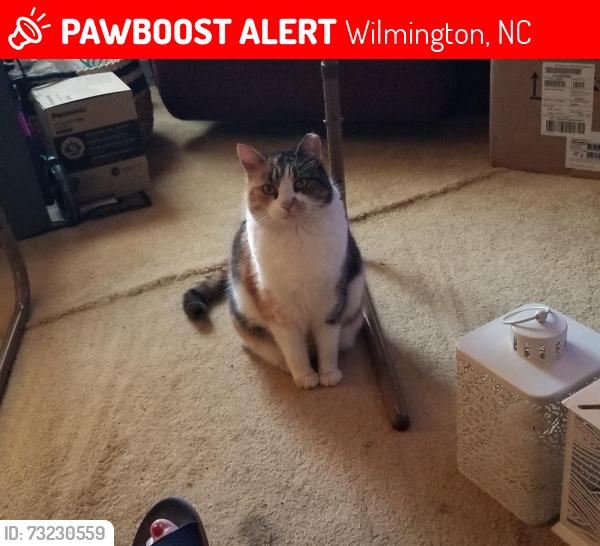 Lost Female Cat last seen Welborn Road and Faulkenberry Road in Laurel Ridge, Wilmington, NC 28409