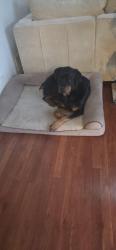 Reunited Male Dog last seen Ipswich and Rawlins ln near teel pwky, Frisco, TX 75036
