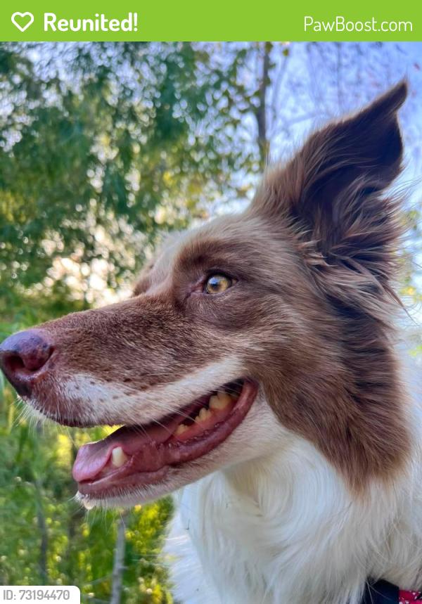 Reunited Female Dog last seen FM359 Bus 290, Hempstead, TX 77445
