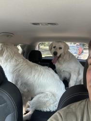 Reunited Male Dog last seen Last seen W Chicago St & S 44th St, Rapid City, SD 57702