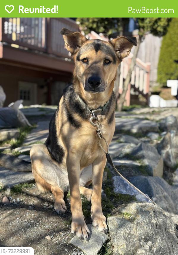 Reunited Female Dog last seen Plum, Seattle, WA 98144
