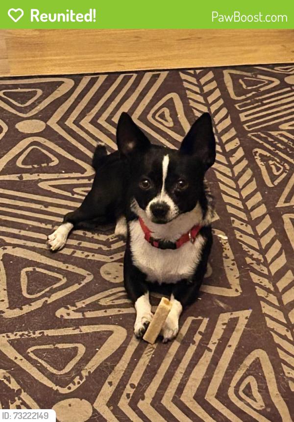 Reunited Male Dog last seen Harmon & Jones, Las Vegas, NV 89103