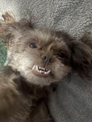 Lost Male Dog last seen Winco Foods, Lewisville, TX 75067