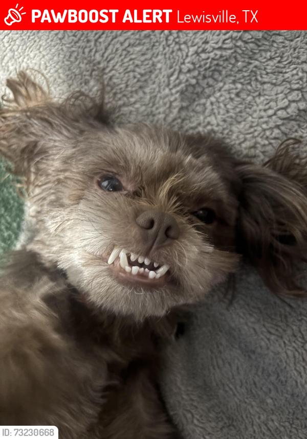 Lost Male Dog last seen Winco Foods, Lewisville, TX 75067