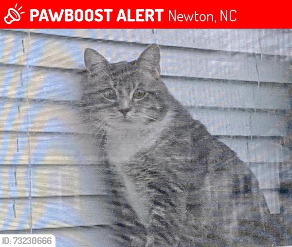Lost Male Cat last seen Loblolly Lane, Newton, NC 28658
