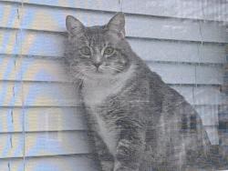 Lost Male Cat last seen Loblolly Lane, Newton, NC 28658