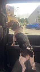 Found/Stray Female Dog last seen 20th street and 4th ave, Altoona, PA 16602