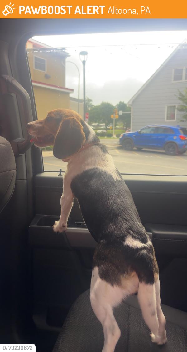 Found/Stray Female Dog last seen 20th street and 4th ave, Altoona, PA 16602