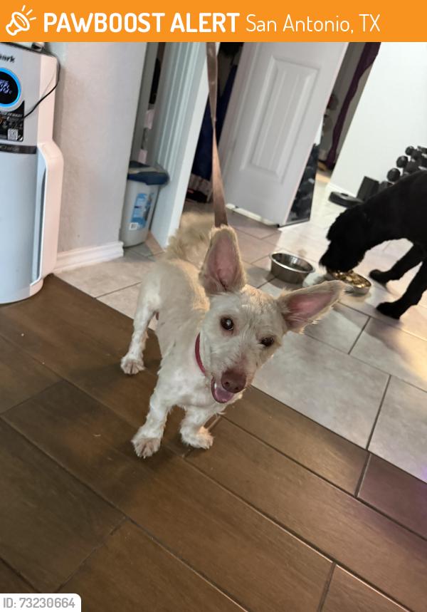 Found/Stray Male Dog last seen Kriewald Trail and Barrel Pass, San Antonio, TX 78245