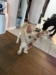 Found/Stray Male Dog last seen Kriewald Trail and Barrel Pass, San Antonio, TX 78245