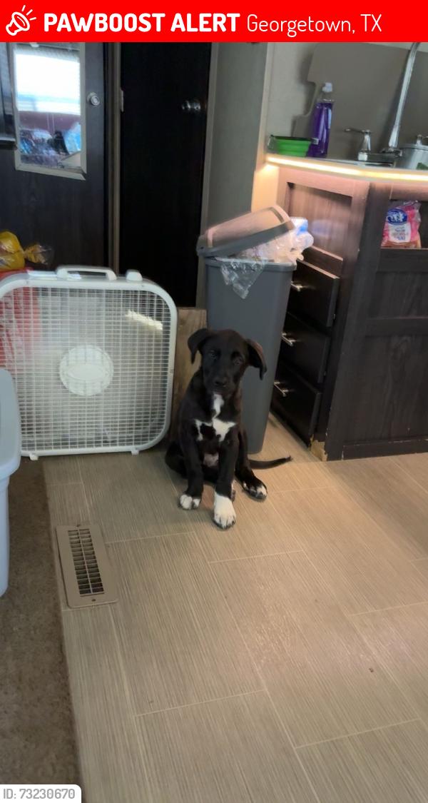 Lost Male Dog last seen Near E State Highway 29 Georgetown, TX 78626 United States, Georgetown, TX 78626