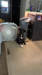 Lost Male Dog last seen Near E State Highway 29 Georgetown, TX 78626 United States, Georgetown, TX 78626