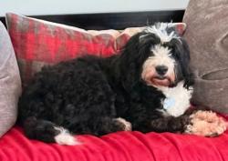 Reunited Female Dog last seen Cornwall Bridge Road, Sharon, CT 06069