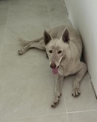 Found/Stray Male Dog last seen Saga Bay Community, Cutler Bay, FL 33189