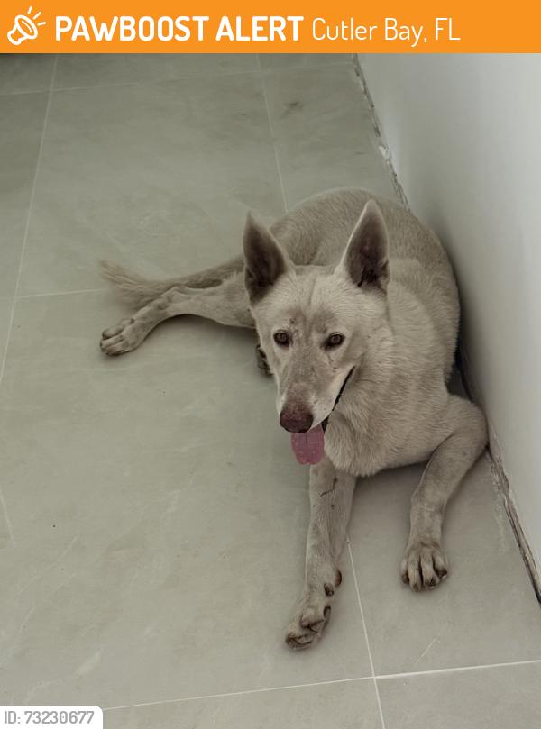 Found/Stray Male Dog last seen Saga Bay Community, Cutler Bay, FL 33189