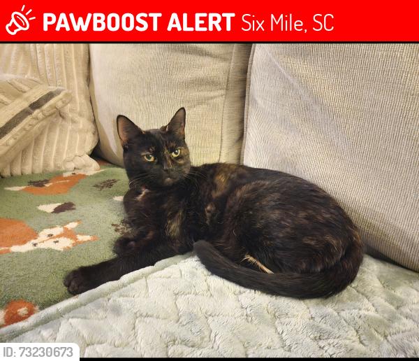 Lost Female Cat last seen Crossing of Mountain View Church Rd and Mile Creek Rd, Six Mile, SC 29682