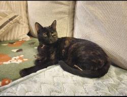Lost Female Cat last seen Crossing of Mountain View Church Rd and Mile Creek Rd, Six Mile, SC 29682