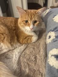 Reunited Female Cat last seen 45th -46th Ave Lawton Kirkham, San Francisco, CA 94122