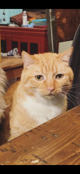 Reunited Male Cat last seen Lyman ST and Fayette st, Brockport, NY 14420