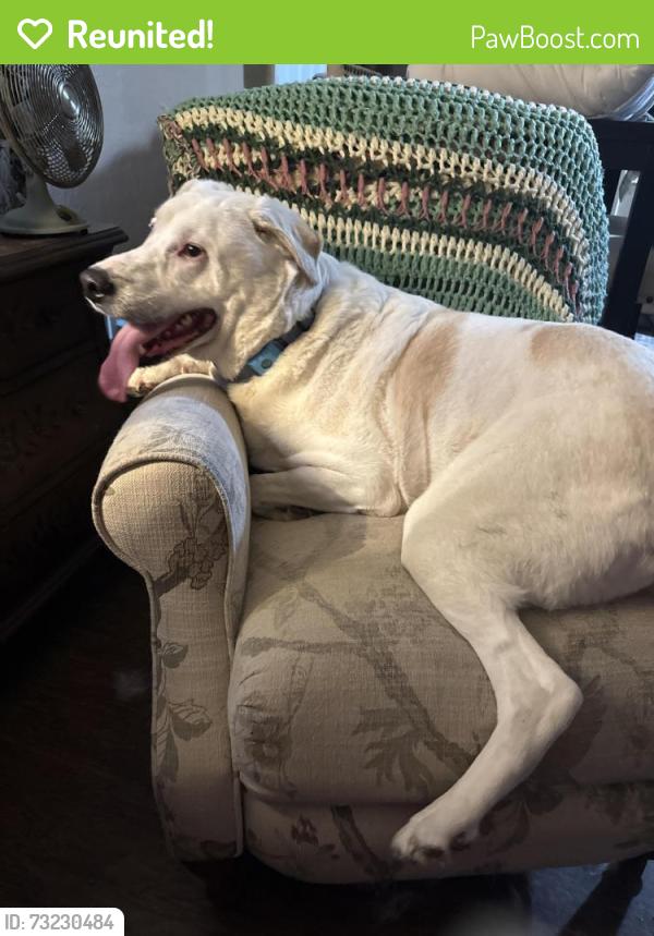 Reunited Male Dog last seen Paige & Young Dr, The Colony, TX 75056