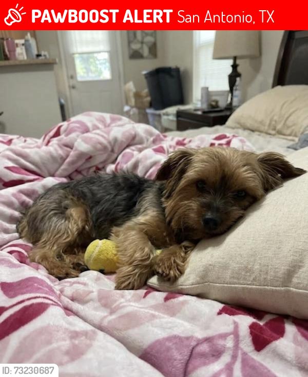 Lost Female Dog last seen Near, San Antonio, TX 78229