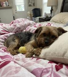 Lost Female Dog last seen Near, San Antonio, TX 78229