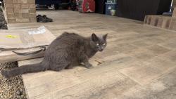 Reunited Female Cat last seen Fairview Rd and Wade Hampton, Taylors, SC 29687
