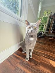 Reunited Female Cat last seen Winding ridge road pope road, Winston-Salem, NC 27127