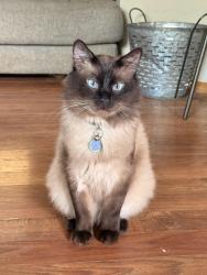 Lost Male Cat last seen Maple and 183rd, Goddard, KS 67052