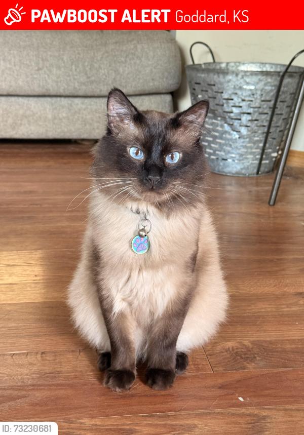 Lost Male Cat last seen Maple and 183rd, Goddard, KS 67052