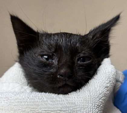 Shelter Stray Female Cat last seen Fawn Lake/ End, Brazos County, TX, 5359 Leonard Rd, Bryan, TX 77807, USA