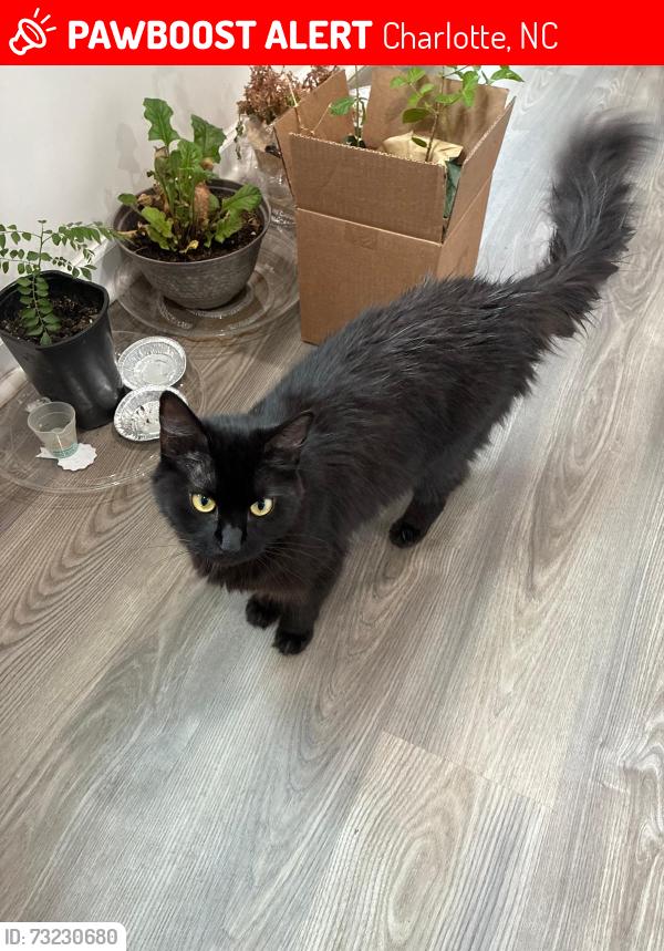 Lost Female Cat last seen Maple Run circle and Bluffhill lane back side, Charlotte, NC 28215
