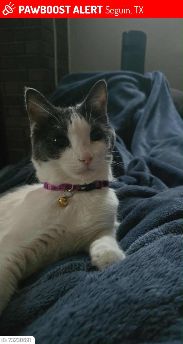 Lost Female Cat last seen Almond Creek and Martindale Road. Navarro Oaks, Seguin, TX 78155