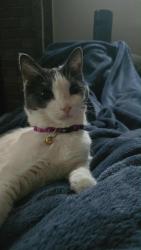 Lost Female Cat last seen Almond Creek and Martindale Road. Navarro Oaks, Seguin, TX 78155