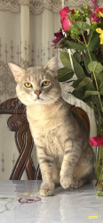 Lost Male Cat last seen Longford Cir and Bode Rd, Elgin, IL 60120