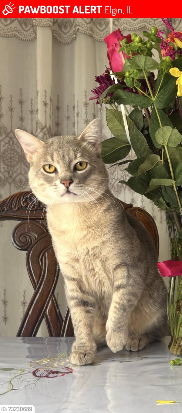 Lost Male Cat last seen Longford Cir and Bode Rd, Elgin, IL 60120
