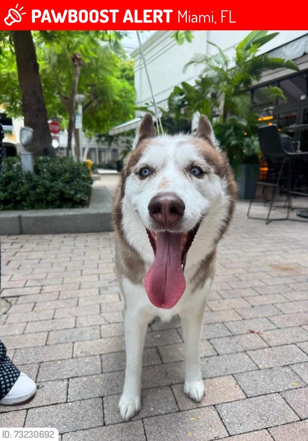 Lost Male Dog last seen Midtown miami, Miami, FL 33127